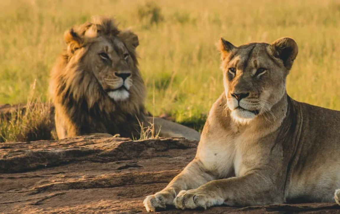 Safari Image